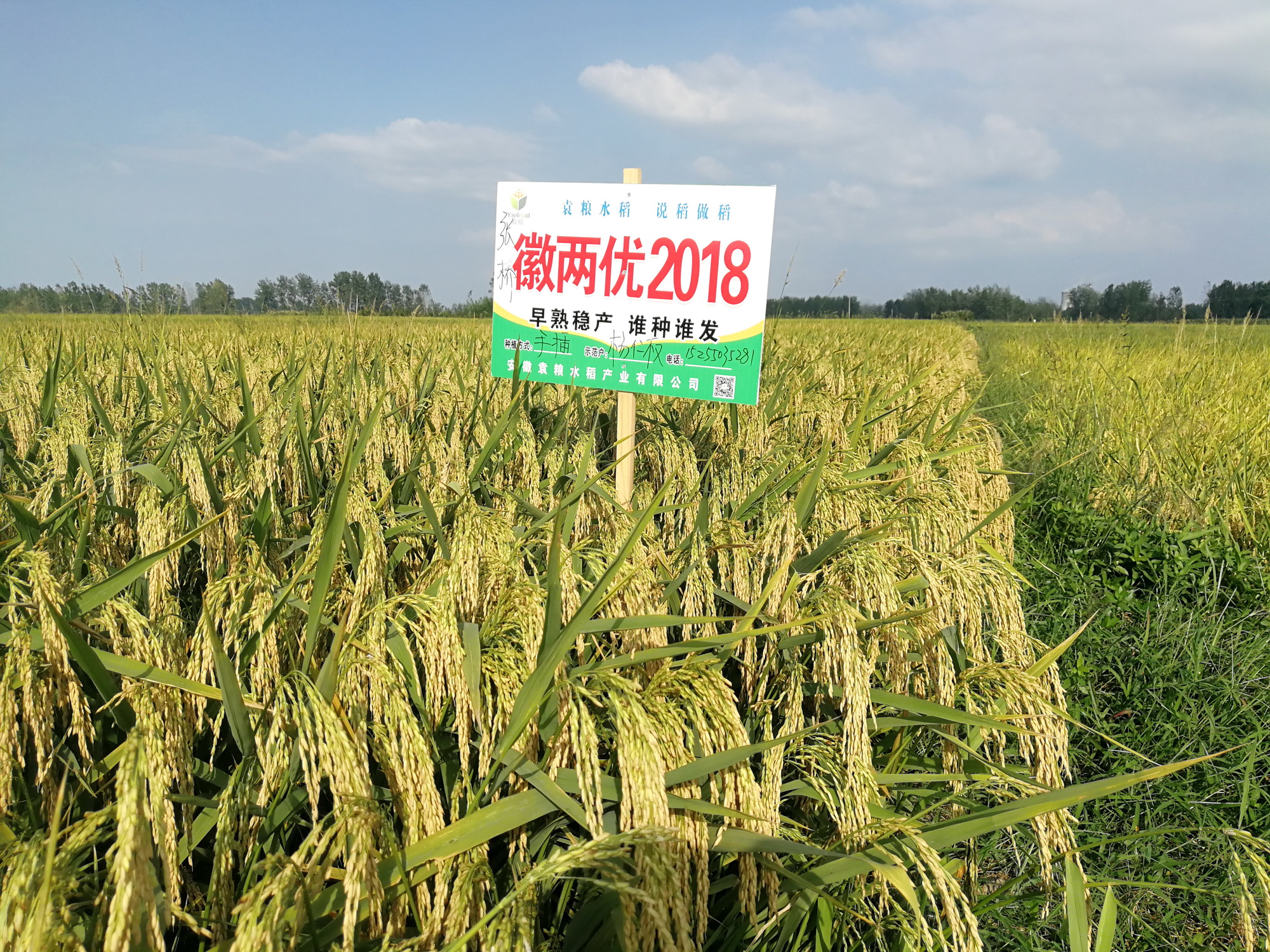 徽兩優(yōu)2018 (5) - 小.jpg 徽兩優(yōu)2018 (5) - 小.jpg