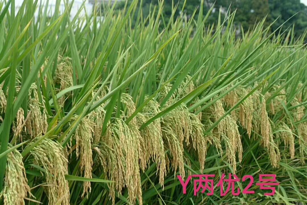 Y兩優(yōu)2號(hào).jpg Y兩優(yōu)2號(hào).jpg