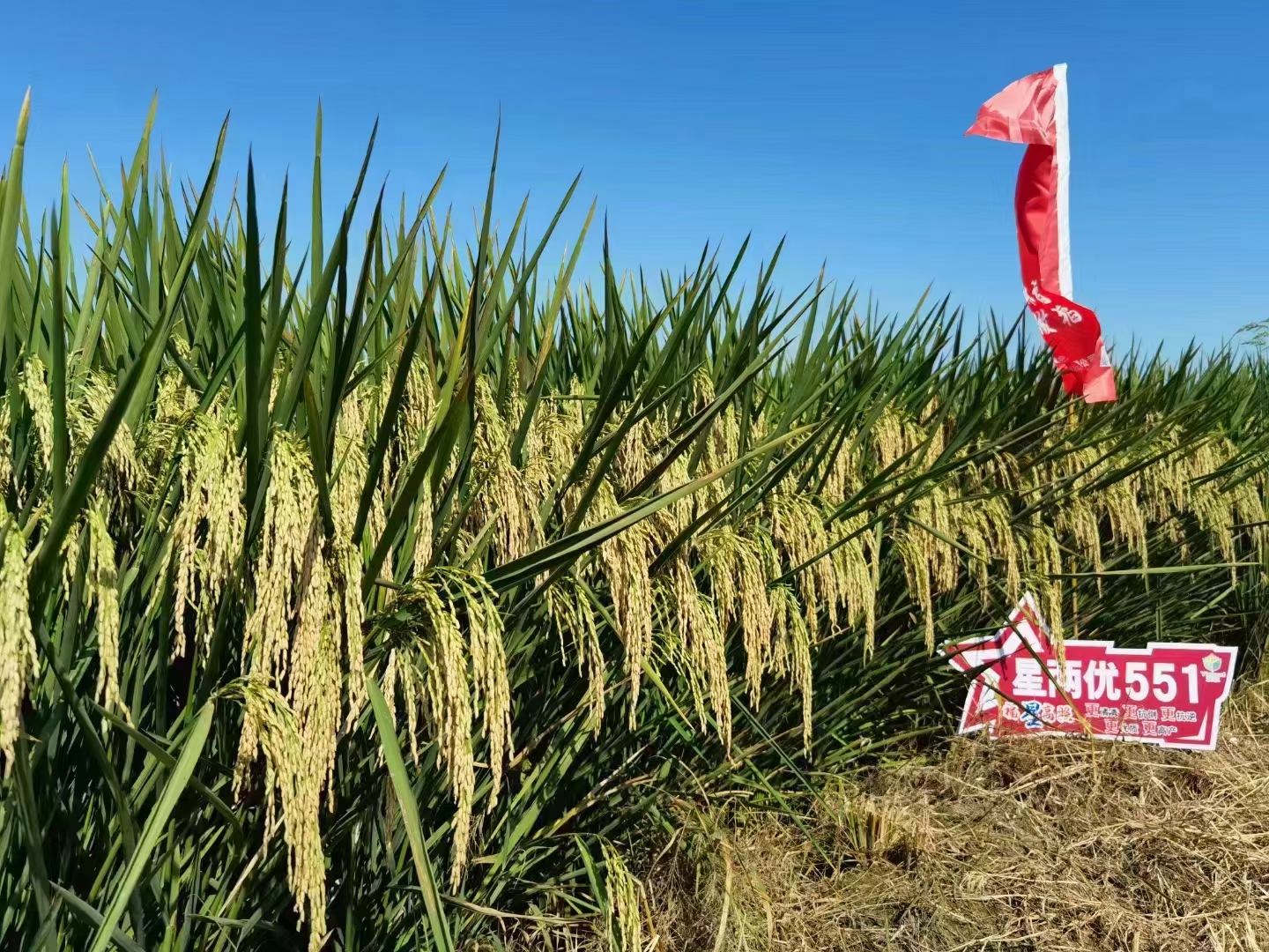 星兩優(yōu)551.jpg 星兩優(yōu)551.jpg