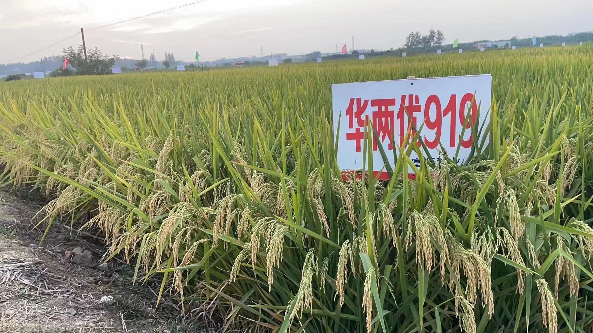 微信圖片_20220215075015.jpg 微信圖片_20220215075015.jpg