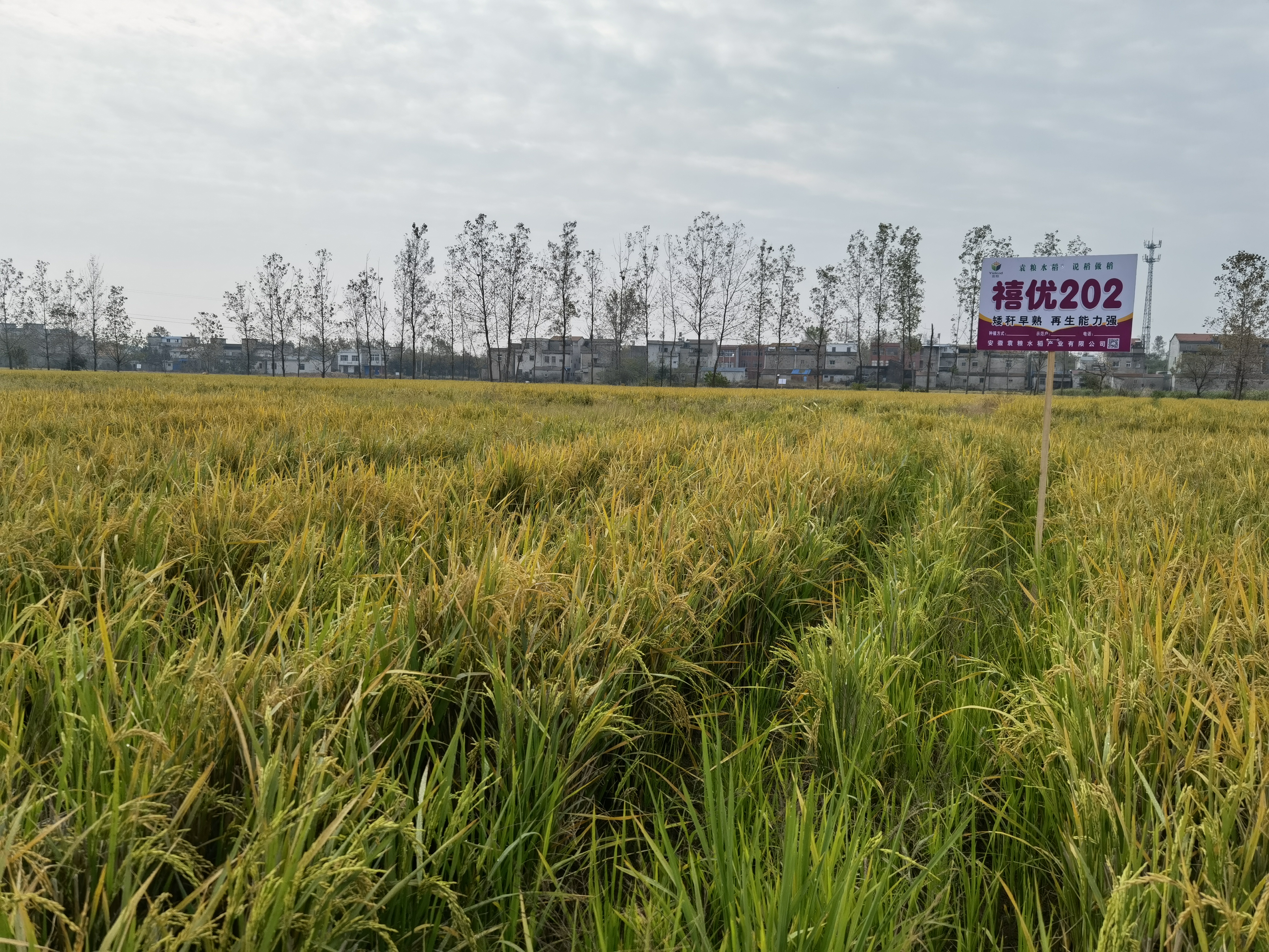 禧優(yōu)202.jpg 禧優(yōu)202.jpg