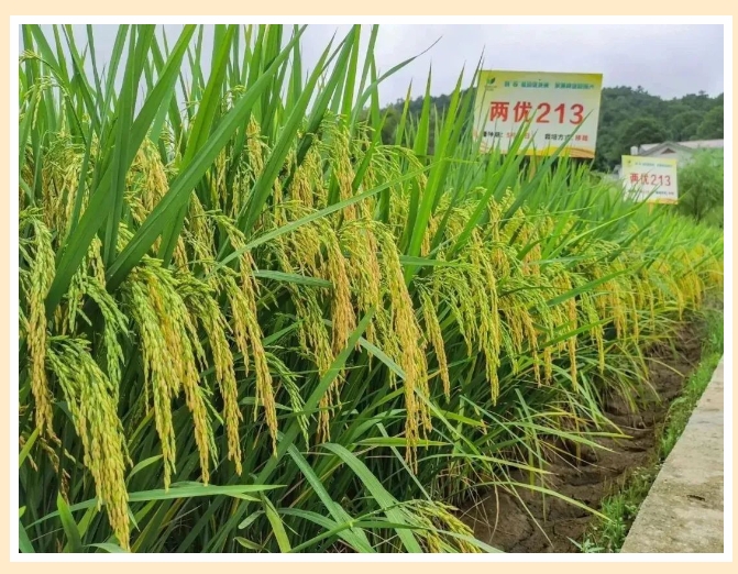 微信截圖_20240311102632.png 微信截圖_20240311102632.png