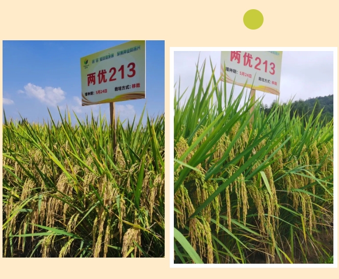 微信截圖_20240311102553.png 微信截圖_20240311102553.png